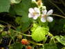 Rubus-Brombeeren