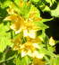 Flor de Lysimachia punctata