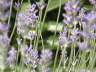 Lavendel-2