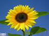 Sunflower11