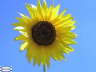 Sunflower5