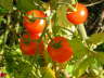 Tomates_Cherry