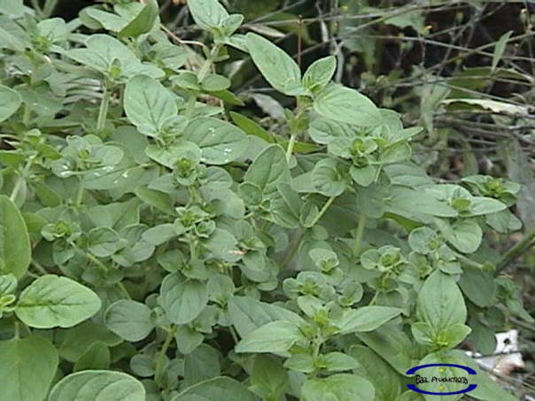 Oregano