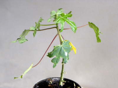 Planta de papaya