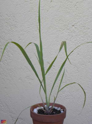 Planta-de-Jengibre
