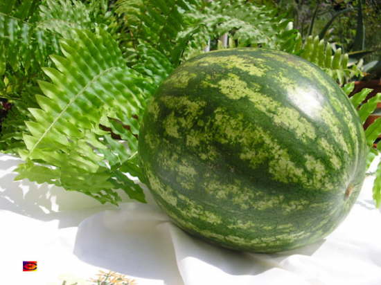 Sandia
